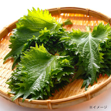 画像をギャラリービューアに読み込む, 【土を使わないハーブ】しそ(紫蘇)　Table Plants(テーブルプランツ)
