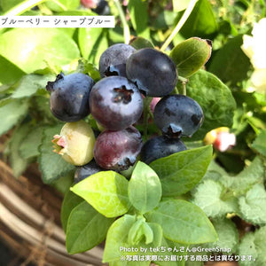 【限定40個】2種の実付きブルーベリー（マザーベリー）5号