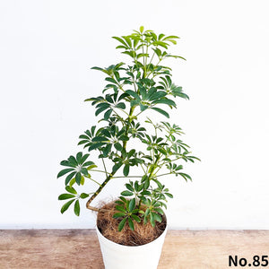 カポック(シェフレラ) 7号 沖縄の観葉植物 高さ約80~90cm No.82-85