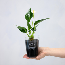 画像をギャラリービューアに読み込む, 【限定カラー】テーブルプランツ(TablePlants) アンスリウム ※土を使わない観葉植物

