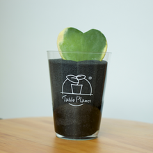 画像をギャラリービューアに読み込む, 【土を使わない観葉植物】テーブルプランツ(Table Plants) ハートホヤ
