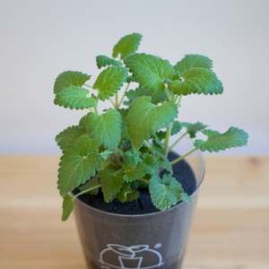 【土を使わない観葉植物】猫が喜ぶテーブルプランツ for Cat (Table Plants)キャットニップ　数量限定