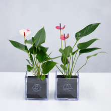 画像をギャラリービューアに読み込む, 【限定カラー】テーブルプランツ(TablePlants) アンスリウム ※土を使わない観葉植物
