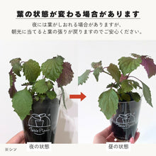 画像をギャラリービューアに読み込む, 【土を使わないハーブ】しそ(紫蘇)　Table Plants(テーブルプランツ)
