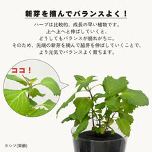 画像をギャラリービューアに読み込む, 【土を使わないハーブ】しそ(紫蘇)　Table Plants(テーブルプランツ)

