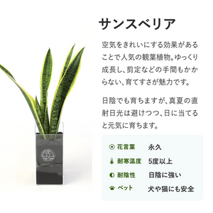 【土を使わない観葉植物】テーブルプランツ(Table Plants) サンスベリア