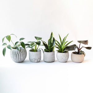 【美容室コラボ】サステナ素材で育てる観葉植物 3号 セメント鉢