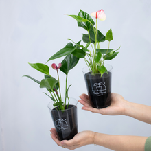 画像をギャラリービューアに読み込む, 【限定カラー】テーブルプランツ(TablePlants) アンスリウム ※土を使わない観葉植物
