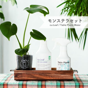 ※予約商品：10/4以降発送※【アカシア素材ケース付き】テーブルプランツ(Table Plants) +2種の活力剤セット（cu:Leaf / Table Plants Water ）　※土を使わない観葉植物