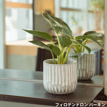 画像をギャラリービューアに読み込む, 【美容室コラボ】サステナ素材で育てる観葉植物 3号 セメント鉢

