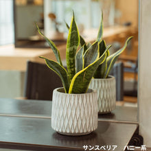 画像をギャラリービューアに読み込む, 【美容室コラボ】サステナ素材で育てる観葉植物 3号 セメント鉢
