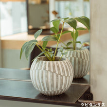 画像をギャラリービューアに読み込む, 【美容室コラボ】サステナ素材で育てる観葉植物 3号 セメント鉢
