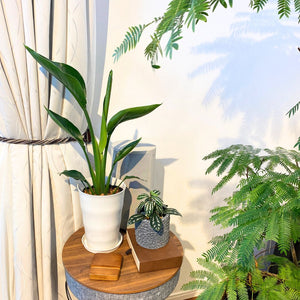 ストレリチア・オーガスタ 7号 室内におすすめ観葉植物