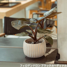 画像をギャラリービューアに読み込む, 【美容室コラボ】サステナ素材で育てる観葉植物 3号 セメント鉢
