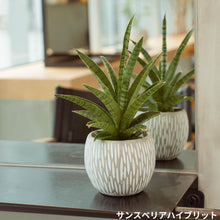 画像をギャラリービューアに読み込む, 【美容室コラボ】サステナ素材で育てる観葉植物 3号 セメント鉢
