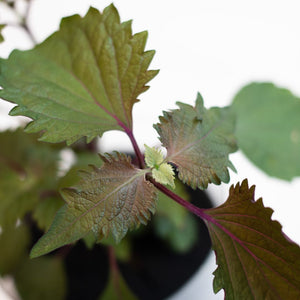 【土を使わないハーブ】2種のしそ(紫蘇)セット　Table Plants(テーブルプランツ)