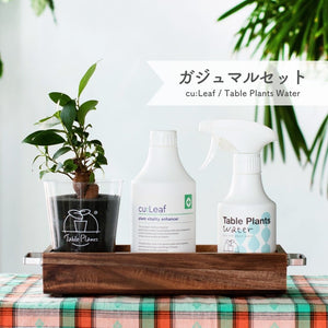 ※予約商品：10/4以降発送※【アカシア素材ケース付き】テーブルプランツ(Table Plants) +2種の活力剤セット（cu:Leaf / Table Plants Water ）　※土を使わない観葉植物