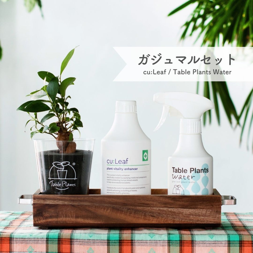 ※予約商品：10/4以降発送※【アカシア素材ケース付き】テーブルプランツ(Table Plants) +2種の活力剤セット（cu:Leaf / Table Plants Water ）　※土を使わない観葉植物