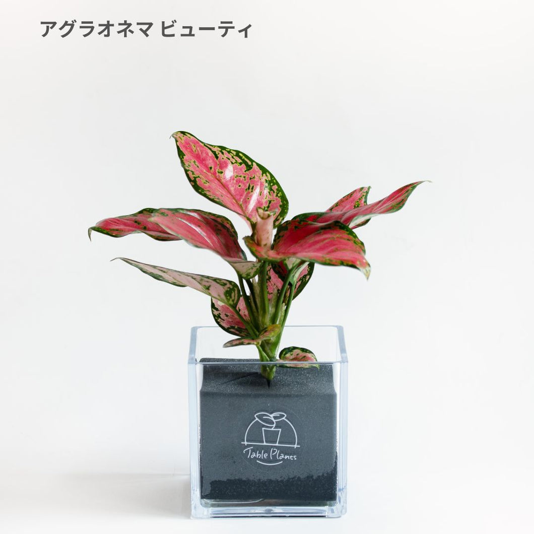【土を使わない観葉植物】テーブルプランツキューブ カラーリーフ (Table Plants CUBE)