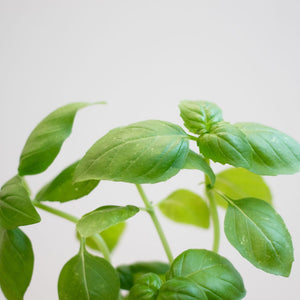 【土を使わないハーブ】バジル　Table Plants(テーブルプランツ)