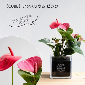 【土を使わない観葉植物】幸福を呼ぶ！ハート型のテーブルプランツ(Table Plants) アンスリウム