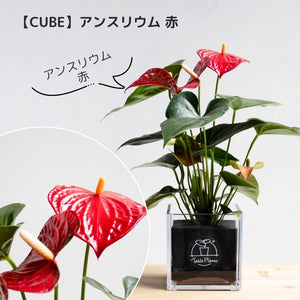 【土を使わない観葉植物】幸福を呼ぶ！ハート型のテーブルプランツ(Table Plants) アンスリウム