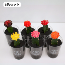 画像をギャラリービューアに読み込む, 【土を使わないサボテン】テーブルプランツ(Table Plants)ヒボタン(緋牡丹)
