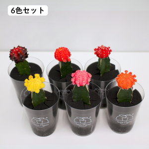 【土を使わないサボテン】テーブルプランツ(Table Plants)ヒボタン(緋牡丹)