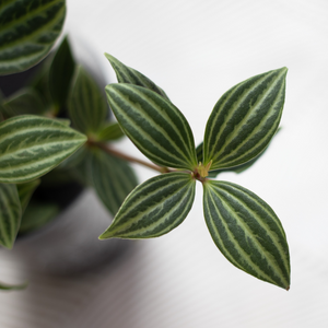 【土を使わない観葉植物】テーブルプランツ(Table Plants) ペペロミア