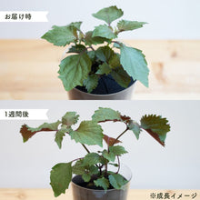 画像をギャラリービューアに読み込む, 【土を使わないハーブ】2種のしそ(紫蘇)セット　Table Plants(テーブルプランツ)
