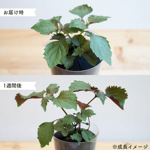 【土を使わないハーブ】2種のしそ(紫蘇)セット　Table Plants(テーブルプランツ)