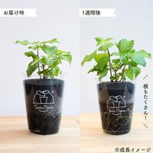 画像をギャラリービューアに読み込む, 【土を使わないハーブ】2種のしそ(紫蘇)セット　Table Plants(テーブルプランツ)
