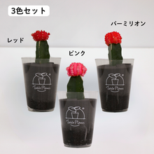 画像をギャラリービューアに読み込む, 【土を使わないサボテン】テーブルプランツ(Table Plants)ヒボタン(緋牡丹)

