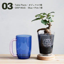 画像をギャラリービューアに読み込む, 【カンパイプランツ！】テーブルプランツ(Table Plants) ガジュマル×amabro GRIP MUG セット（土を使わない観葉植物）
