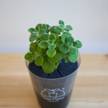 画像をギャラリービューアに読み込む, 【土を使わないハーブ】ゴキブリ対策テーブルプランツ(Table Plants) アロマティカス　
