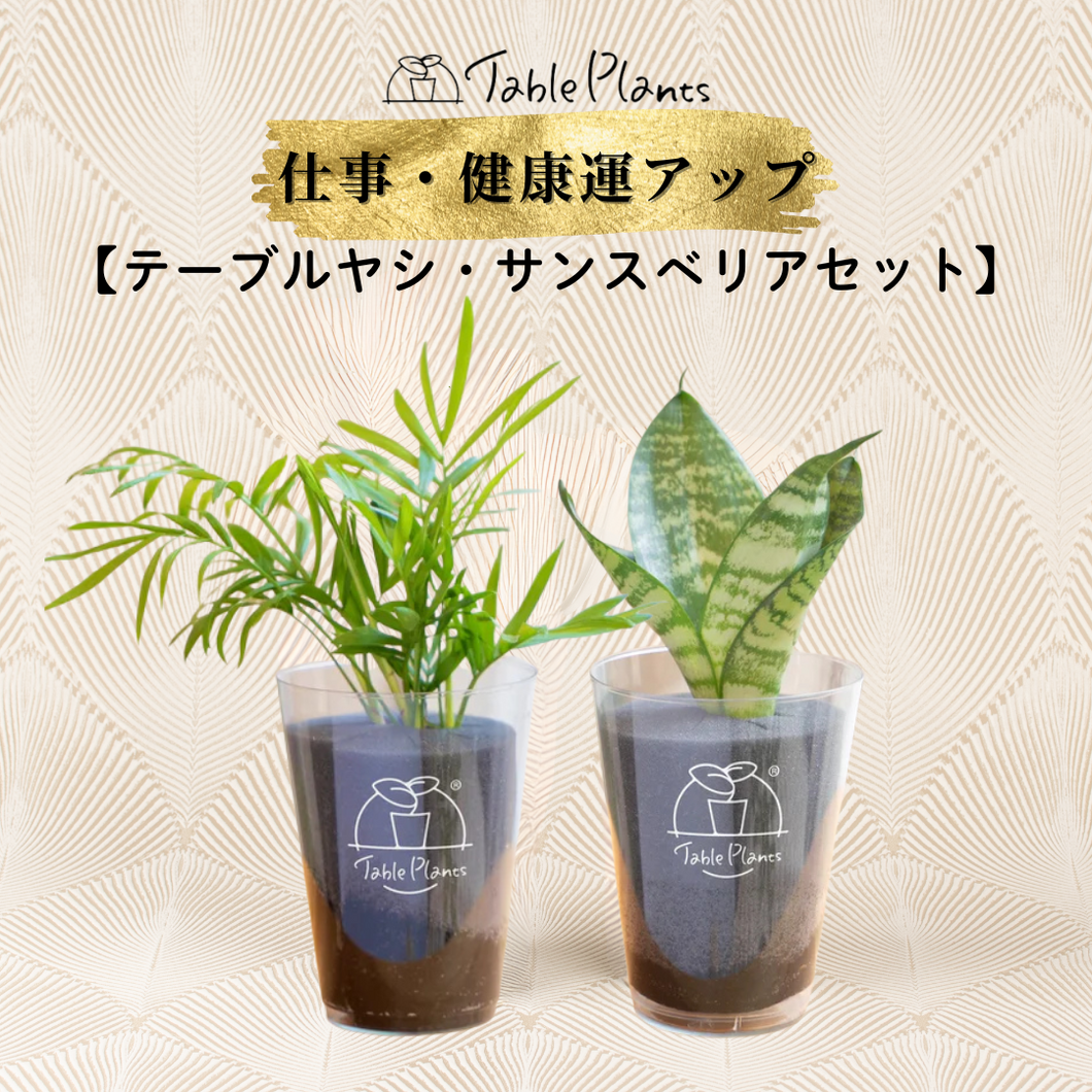 【風水効果あり！】テーブルプランツ(Table Plants) 2種セット ※土を使わない観葉植物