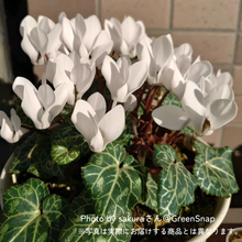 画像をギャラリービューアに読み込む, 予約受付中【ボタニカルソイルCUP鉢花】テーブルプランツ(Table Plants) シクラメンMIX
