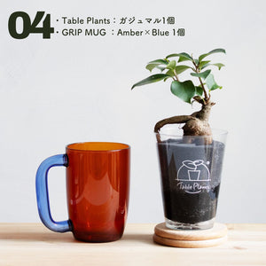 【カンパイプランツ！】テーブルプランツ(Table Plants) ガジュマル×amabro GRIP MUG セット（土を使わない観葉植物）