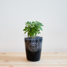 画像をギャラリービューアに読み込む, 【土を使わないハーブ】ゴキブリ対策テーブルプランツ(Table Plants) アロマティカス　
