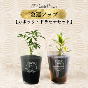 【風水効果あり！】テーブルプランツ(Table Plants) 2種セット ※土を使わない観葉植物