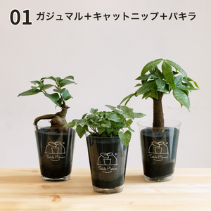 【土を使わない観葉植物】猫が喜ぶテーブルプランツ for Cat (Table Plants)キャットニップ　数量限定