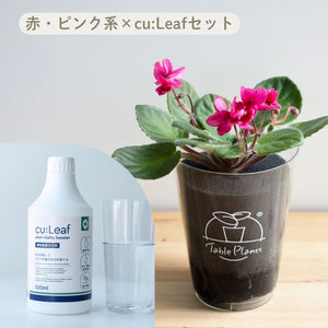 【土を使わない鉢花】テーブルプランツ(Table Plants) セントポーリア×cu:Leaf®(キュリーフ)500mlセット ※数量限定/予約商品
