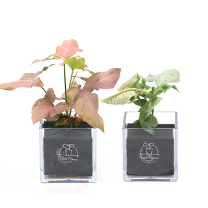 【土を使わない観葉植物】テーブルプランツ キューブ(Table Plants CUBE) シンゴニウム