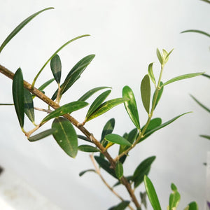 オリーブの木 ネバディロブランコ 5号 （高さ約80cm）