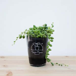 【土を使わない観葉植物】つる性テーブルプランツ(Table Plants) グリーンネックレス