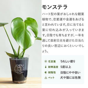 【アカシア素材ケース付】 テーブルプランツ(Table Plants) 3種セット　※土を使わない観葉植物