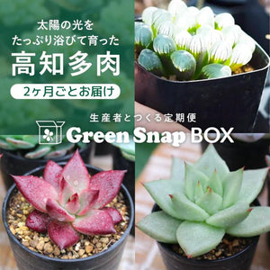 【GreenSnap BOX】高知多肉の多肉植物 定期便 （2ヶ月に1回 1個or2個）