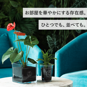 【遅れてごめんね!母の日ギフト】土を使わない観葉植物 テーブルプランツ(Table PlantsCUBE) アンスリウム セット
