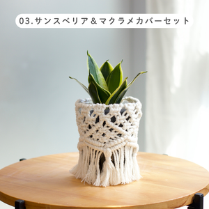 【土を使わない観葉植物】テーブルプランツ (Table Plants) マクラメカバーセット