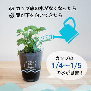 【土を使わない観葉植物】猫が喜ぶテーブルプランツ for Cat (Table Plants)キャットニップ　数量限定